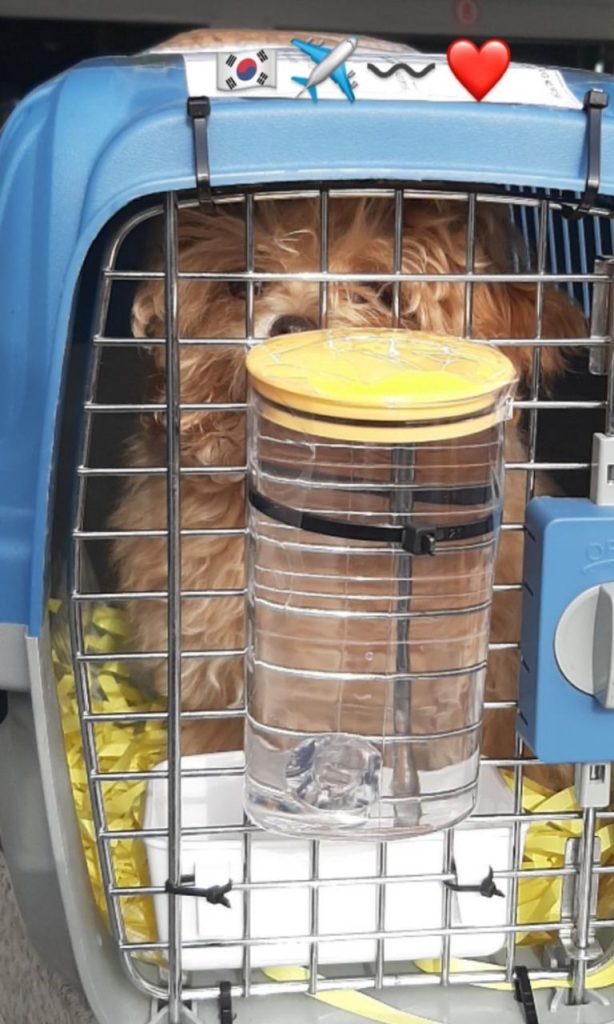 cute poodles for you reviews (1)