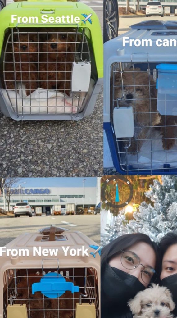 cute poodles for you reviews (2)