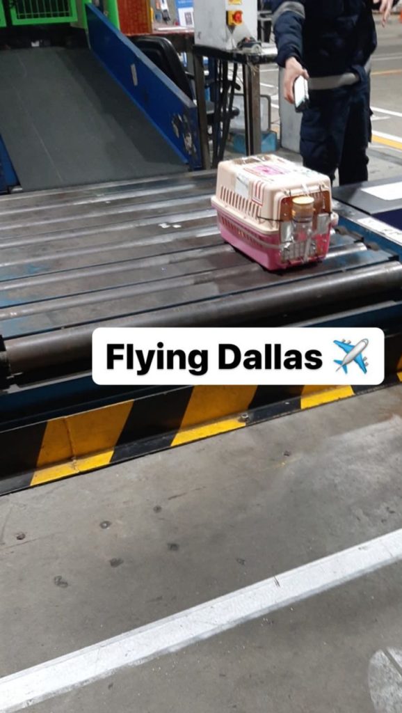 cute poodles for you reviews (3)