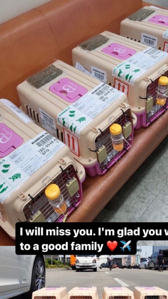 cute poodles for you reviews (4)