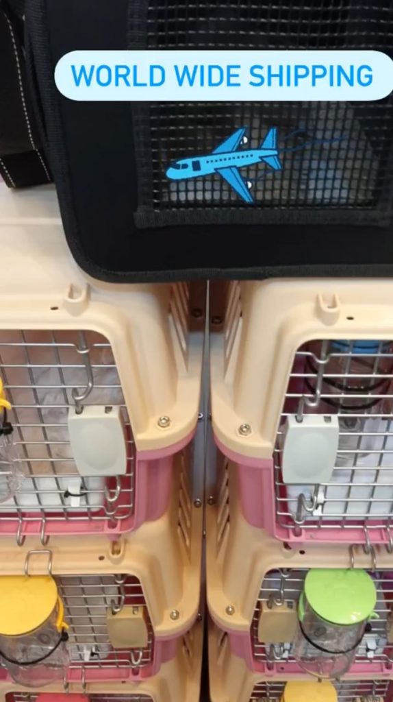 cute poodles for you reviews (5)