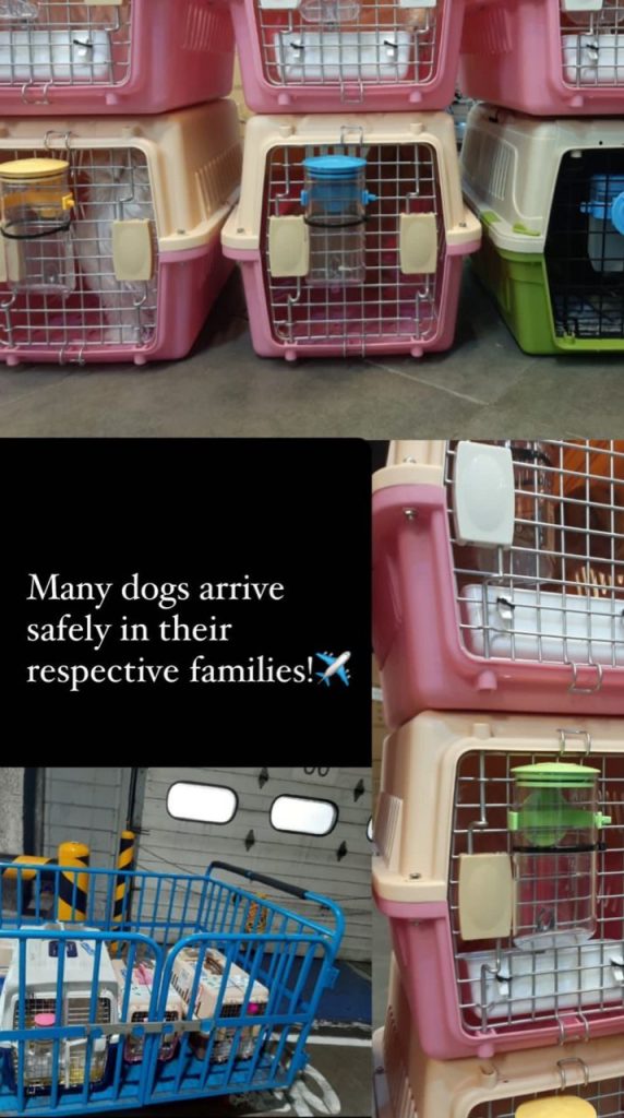 cute poodles for you reviews (6)