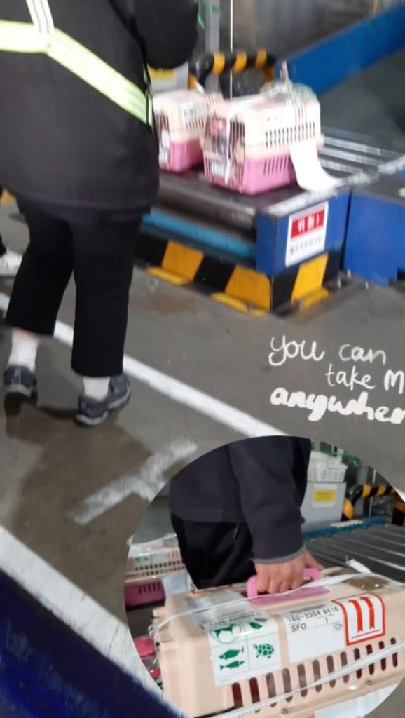 cute poodles for you reviews (7)