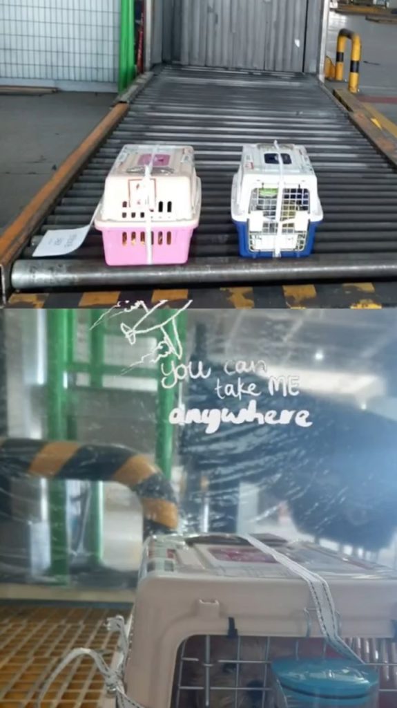 cute poodles for you reviews (8)